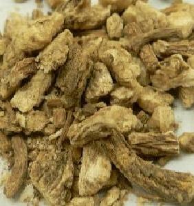 Natural Angelica Root Oil purely extracted from Angelica Archangelica